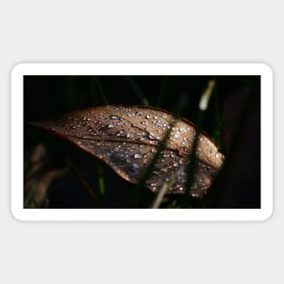 Water Droplets on a Leaf Sticker